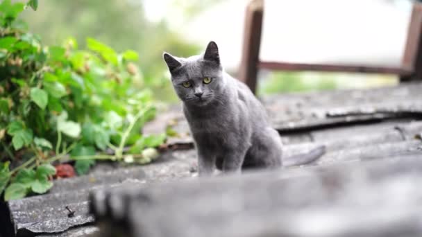 Evcil Kedi Çatıda Oturuyor Tatlı Gri Kedicik Temiz Havada Dinleniyor — Stok video