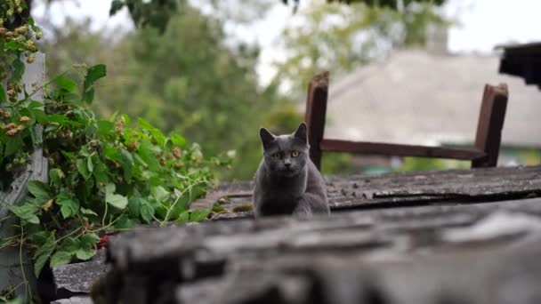 Gato doméstico sentado no telhado. bonito cinza pussycat descansando no fresco ar. — Vídeo de Stock