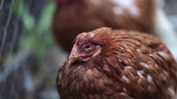 Κοτόπουλο Κοντά Στο Φράχτη Στην Αυλή Καφέ Κότα Στέκεται Κοντά — Αρχείο Βίντεο