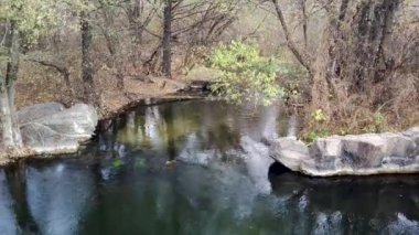 Ağaçlar arasında akan nehrin güzel manzarasının havadan görünüşü. Sonbahar havasında kırsal kesimde su yolunu kuş bakışı izlemek. Doğa arkaplanı kavramı.