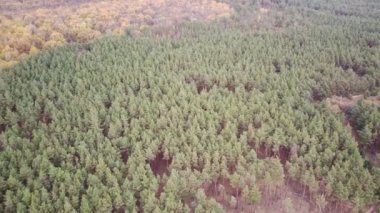 Sonbahar mevsiminde ağaçların havadan görünüşü. 