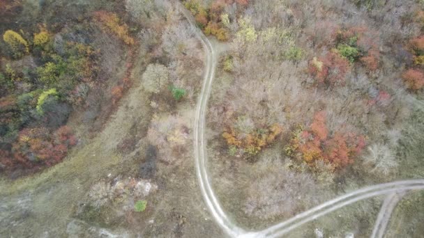 Luchtfoto Van Bomen Het Najaar — Stockvideo