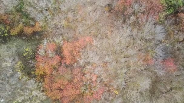 Aerial View Different Trees Autumn Season Bird Eye View Colorful — Stock Video