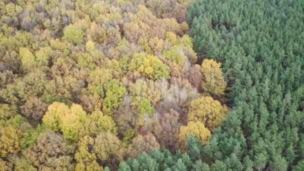 Letecký Pohled Různé Stromy Podzimním Období Pohled Ptačí Perspektivy Barevný — Stock video