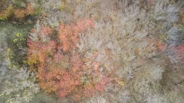 Luchtfoto Van Verschillende Bomen Het Najaar Bird Eye View Van — Stockvideo