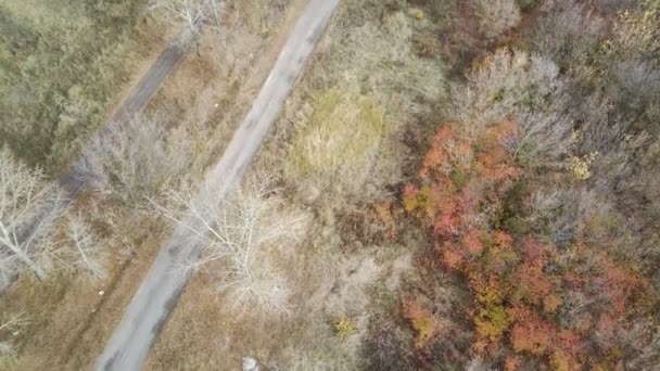 Flygfoto Träd Höstsäsongen — Stockvideo