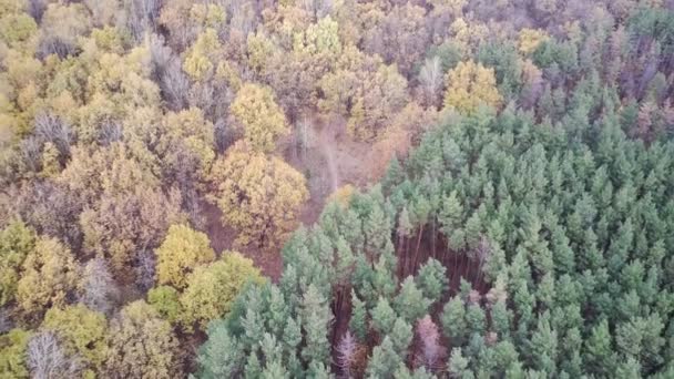 Aerial View Different Trees Autumn Season Bird Eye View Colorful — Stock Video