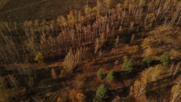 Aerial View Different Trees Autumn Season Bird Eye View Colorful — Stock Video