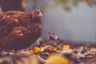 Kuşhanede düşmüş yapraklı tavuk. Kahverengi tavuk, bir sonbahar günü çiftlikte bir kuş kafesinde kuru yaprakların üzerinde yürüyor..