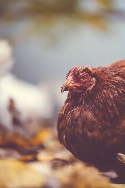Csirke Lehullott Leveleken Madárházban Barna Csirke Sétál Egy Halom Száraz — Stock Fotó