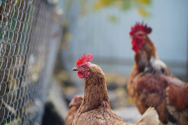 红鸡在围场散步 普通的红公鸡和小鸡在农场的围场里散步时寻找谷粒 — 图库照片