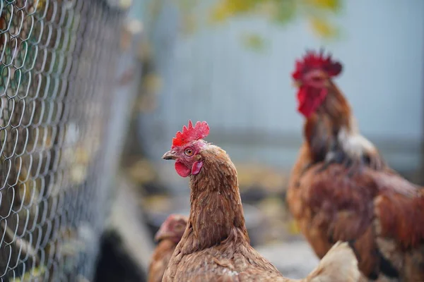 Červené Kuře Kráčí Ohradě Obyčejný Červený Kohout Kuřata Hledající Zrna — Stock fotografie