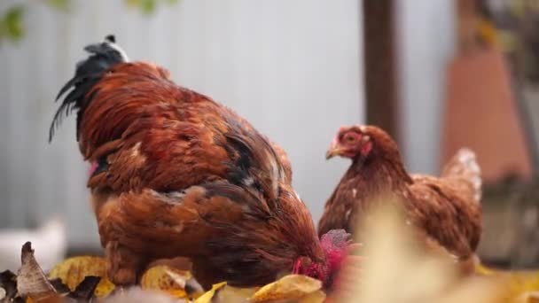 Rote Henne Und Hahn Spazieren Auf Der Koppel Ein Gemeiner — Stockvideo