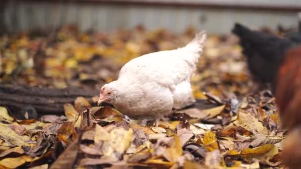 Biała Kura Spaceruje Ptaszarni Jesienny Dzień Farmie — Wideo stockowe