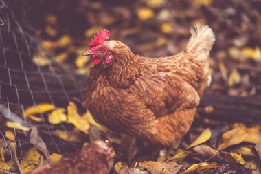 Kuşhanede düşmüş yapraklı tavuk. Kahverengi tavuk, bir sonbahar günü çiftlikte bir kuş kafesinde kuru yaprakların üzerinde yürüyor..