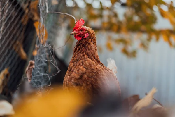 鸡在笔里 秋天的一天 一只棕色的母鸡在农场的一个鸟笼里散步 — 图库照片