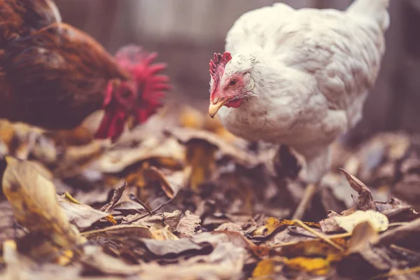 Kuřata Chodí Výběhu Kuře Kohout Kráčí Hromadě Suchého Listí Voliéře — Stock fotografie
