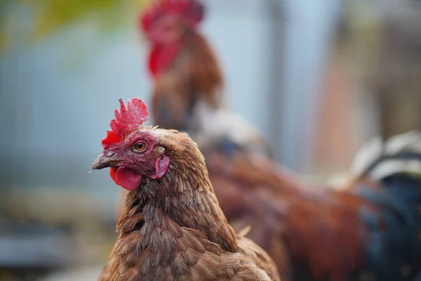 赤と鶏のパドックで歩く 農場のペンで歩いている間 一般的な赤い鶏と鶏は穀物を検索します — ストック写真