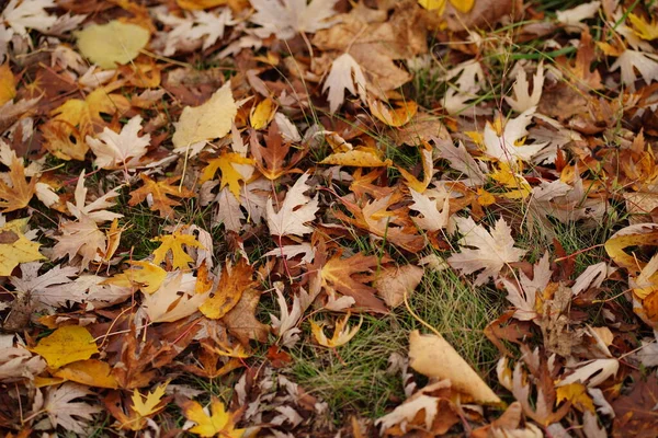 Gros Plan Des Feuilles Tombées Automne Divers Feuillages Secs Sol — Photo