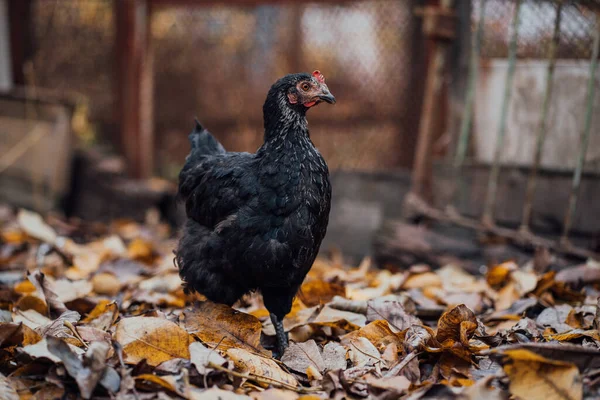 黑母鸡在围场散步 秋天的一天 一只黑色的母鸡在农场的一个鸟笼里散步 — 图库照片
