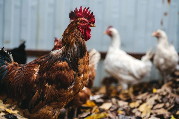Hühner Laufen Auf Der Koppel Umher Hühner Und Ein Hahn — Stockfoto