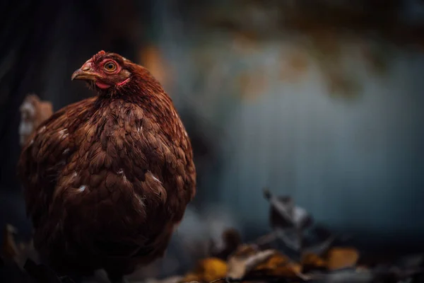 Csirke Lehullott Leveleken Madárházban Barna Csirke Sétál Egy Halom Száraz — Stock Fotó