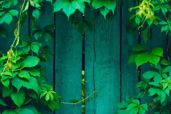 Textur Gammalt Trästaket Med Vegetation Närbild Träplankor Med Grenar Gröna — Stockfoto