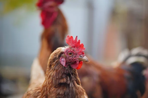 パドックで赤い鶏の散歩 農場のパドックを歩いている間に穀物を探している普通の赤い鶏と鶏 — ストック写真