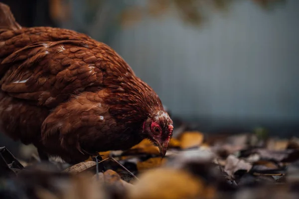 鸡群落在鸟舍的落叶上 秋天的一天 一只棕色的小鸡在农场的一个鸟笼里 在一堆干枯的树叶上走着 — 图库照片