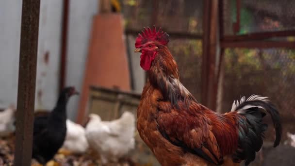 Ein Gemeiner Roter Hahn Und Ein Huhn Suchen Gehege Auf — Stockvideo