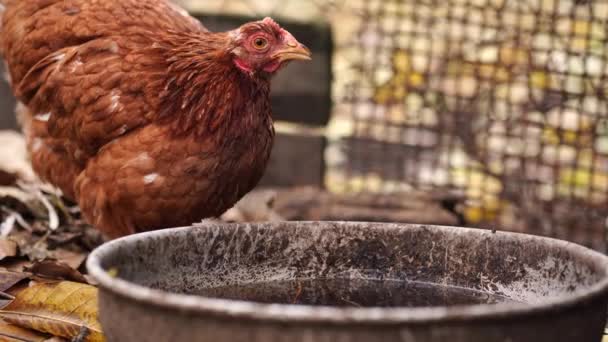 Gros Plan Boissons Poulet Eau Bassin Volaille Brune Étouffe Soif — Video