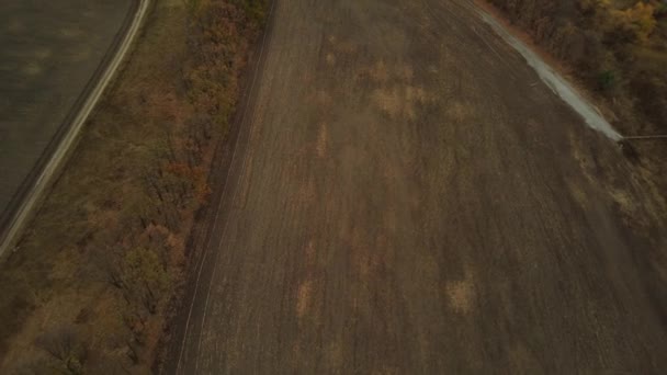 Letecký Pohled Stromy Podzimní Sezóně Pohled Ptačí Perspektivy Podzimní Les — Stock video