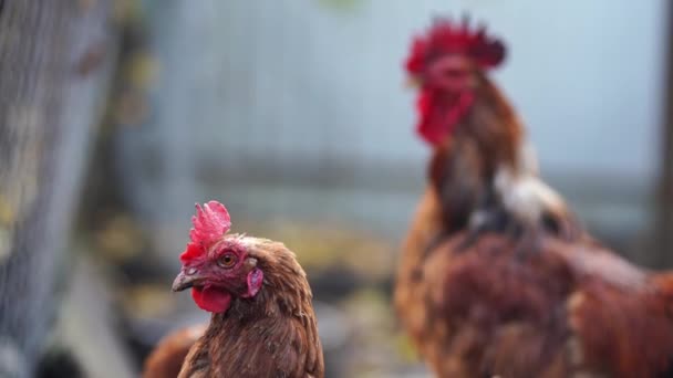 Çayırda Yürüyen Kırmızı Tavuk Sıradan Kırmızı Horoz Tavuklar Çiftlikteki Çayırlarda — Stok video