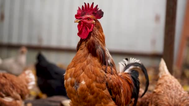 Gallo Rojo Común Pollo Buscan Grano Mientras Caminan Corral Una — Vídeo de stock