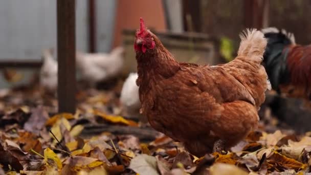 Kippen Lopen Paddock Kippen Een Haan Lopen Een Stapel Droge — Stockvideo