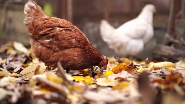 Pollos Recinto Gallinas Caminando Día Otoño Granja Pollos Caminando Paddock — Vídeo de stock