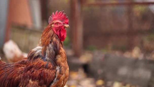 Rote Henne Und Hahn Spazieren Auf Der Koppel Ein Gemeiner — Stockvideo