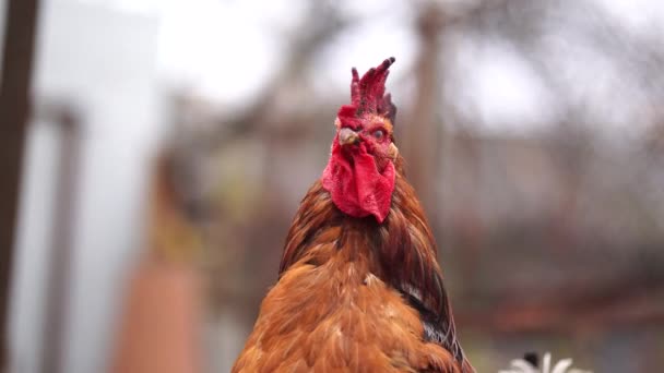 Gallo Marrón Caminando Aviario Día Otoño Una Granja — Vídeos de Stock