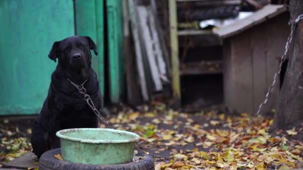 Pies Obronny Łańcuchu Zbliżenie Duży Pies Łańcuch Siedzi Pobliżu Domu — Wideo stockowe