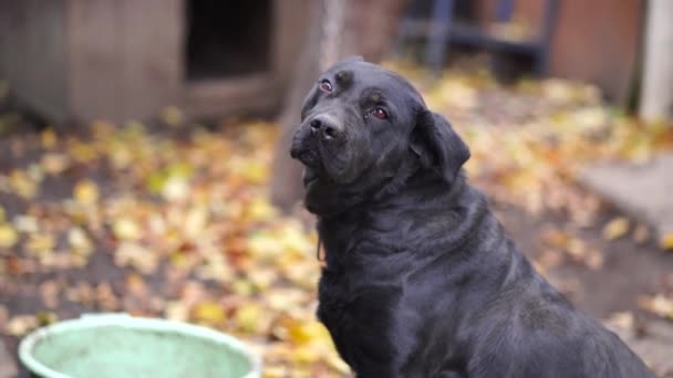 一条戴在链子上的警犬 挨家挨户地挨家挨户地挨家挨户 — 图库视频影像