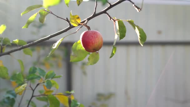 Nahaufnahme Von Zweig Mit Rotem Apfel Garten Reifer Apfel Baum — Stockvideo