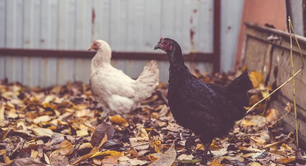 Hühner Der Voliere Ein Schwarz Weißes Huhn Läuft Einem Herbsttag — Stockfoto