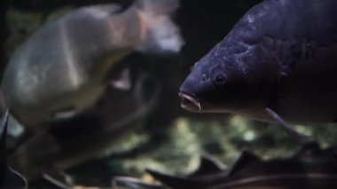 Sazan gölde yüzer. Tatlı suda yüzen tehlikeli balıklar.