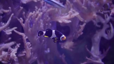 Akvaryumdaki palyaço balığı. Birkaç tropikal palyaço balığı yeşil yosunlarla akvaryumda yüzüyor.