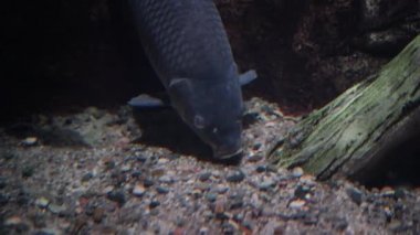 Sazan gölde yüzer. Tatlı suda yüzen tehlikeli balıklar.