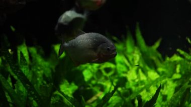 Nehirde yüzen piranalara yakın bir yerde. Tatlı suda yüzen tehlikeli balıklar.