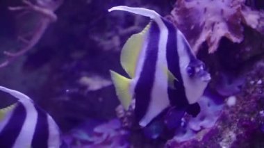 Okyanusta yüzen çizgili balıklara yakın. Sudaki mercanlar arasında Zanclus cornutus.