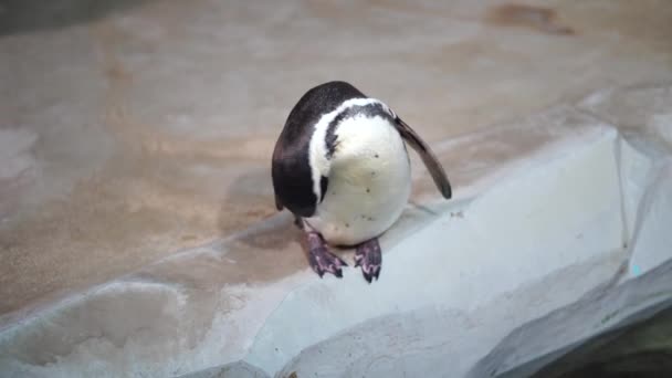 Пингвин Чистит Себя Берегу Воды Морские Птицы Очищаются Аквариуме — стоковое видео