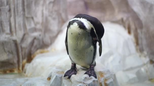 Penguen Kıyıda Kendini Kenarında Temizler Akvaryumda Temizlenen Deniz Kuşu — Stok video