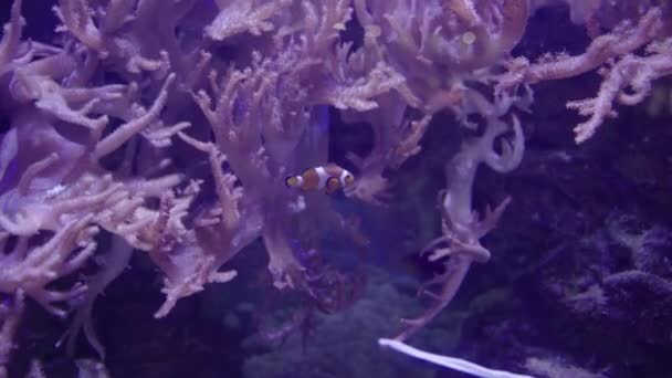 Poisson Clown Aquarium Plusieurs Poissons Clowns Tropicaux Nageant Dans Aquarium — Video